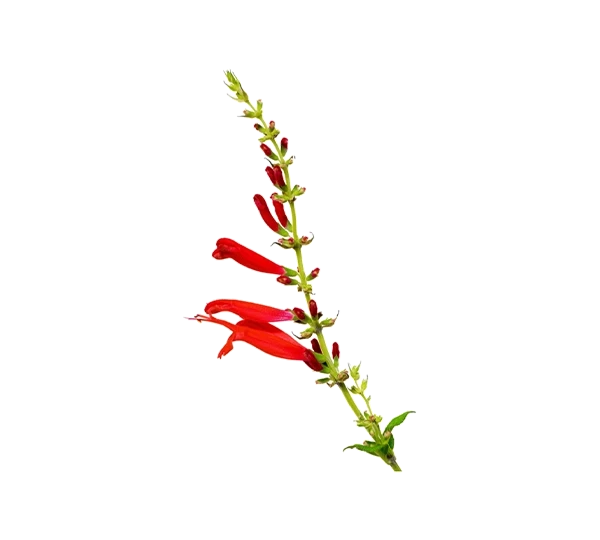 aktivni-sastojci-salvia-haenkei.webp